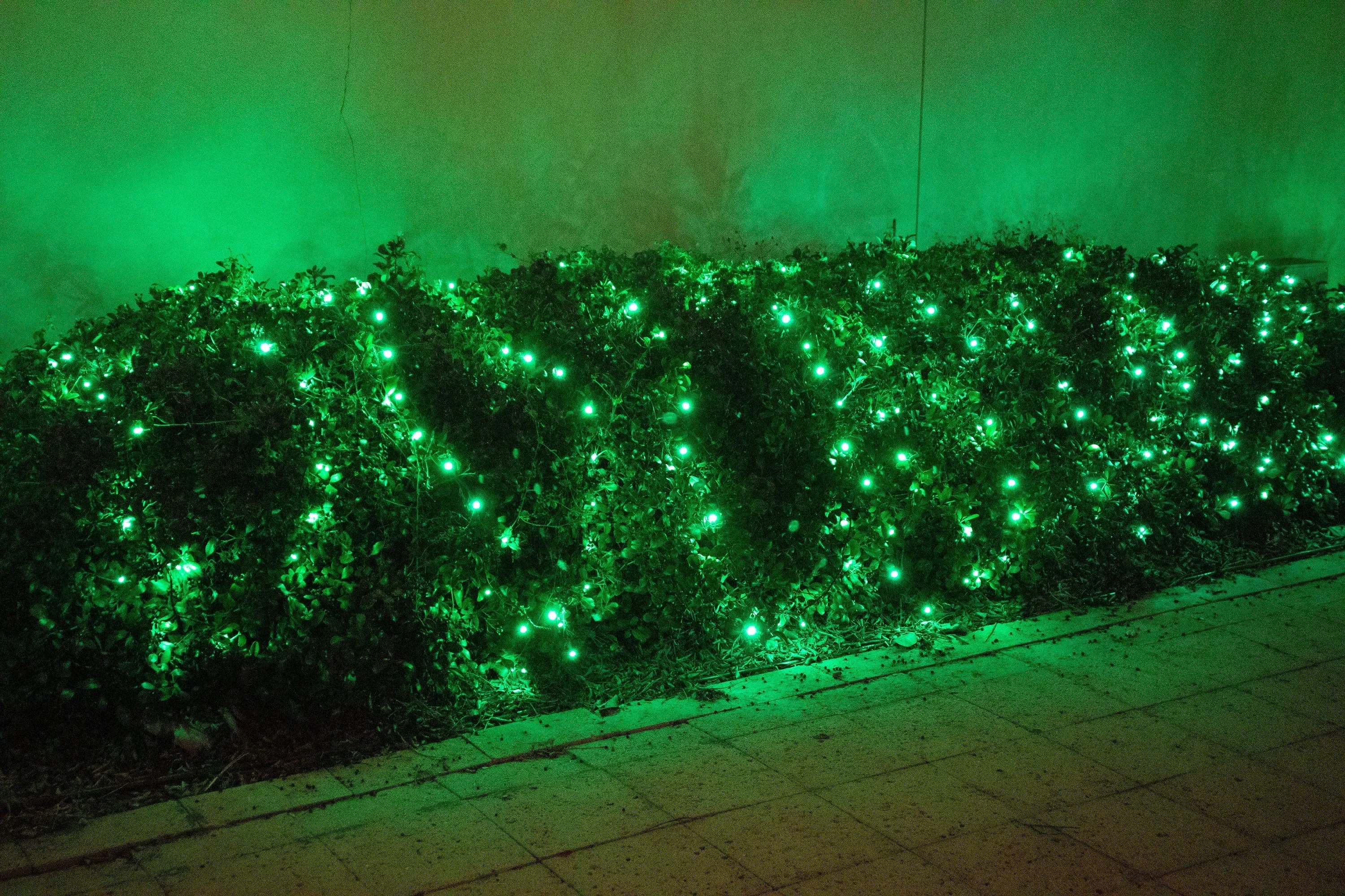 5mm LED Christmas Lights 50L Green